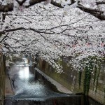目黒川-桜1
