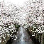 目黒川-桜2