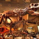 大恐竜の骨格標本2