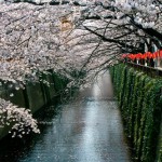 目黒川-桜3