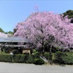 新宿御苑-桜