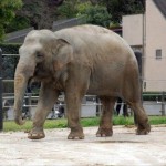 上野動物園-ゾウ