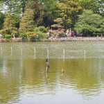 善福寺公園-3