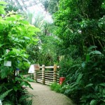 夢の島熱帯植物館-9