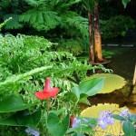 夢の島熱帯植物館-7