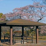小石川植物園-8