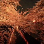 目黒川-夜桜1