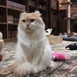 きゃりこ吉祥寺店- きゃりこ吉祥寺店-