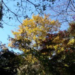 横浜自然観察の森-2