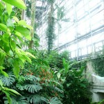 夢の島熱帯植物館-8