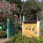 深大寺自然広場・野草園