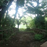 石神井公園-6
