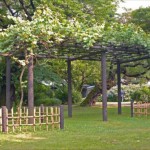 小石川植物園-4