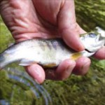 秋川国際マス釣り場